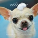 송이애견 이미지