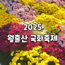 영암군 달빛축제 | [영암] 2025 월출산 국화축제 방문 후기(2025.11.15. 방문)
