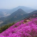 제11차 천주산 진달래꽃 산행공지 이미지