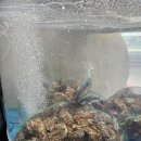 고향해물찜칼국수 | 당진칼국수맛집 박승광해물손칼국수 석화찜까지 즐긴 방문 후기