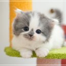 미유펫강아지고양이 - 수원시 장안구 정조로 970 | 미유펫강아지고양이