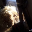 정종합동물병원 이미지