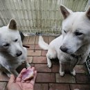 모놀 번개 이미지