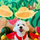 놀러오개 애견유치원 애견호텔 동대문점 이미지