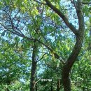 화락산 이미지