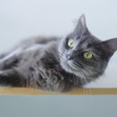 바스테트(Bastet) 이미지