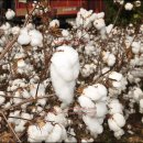 목화농장 이미지