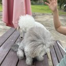 딩가댕댕 이미지