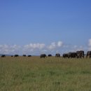 세렝게티 이미지