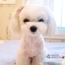 멍스하우스 이미지