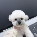 까까독(아산애견미용실아산애견호텔) 이미지
