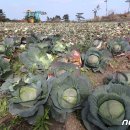 대정농업협동조합 농산물산지유통센터 뉴스1