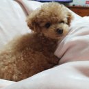 미스터 몽 이미지