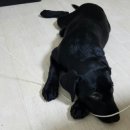 멍이 수라간 이미지