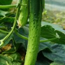 농업회사법인(주) 우성 이미지