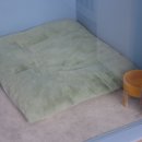 발라당 | 내 반려견 같은 마음으로 돌보는 대전 발라당, 애견미용 후기