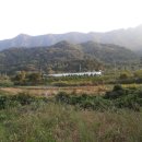 소나무농장 이미지