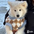 대형견 겨울옷 셀러 리뷰 후기 _ 아이엠 멍사장 해피해요
