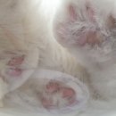 버만캣패밀리 이미지