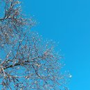 자라는나무 이미지