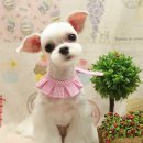 삐삐애견 이미지