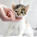 더나은동물병원 이미지