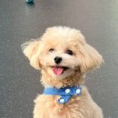 춘옥이네 이미지