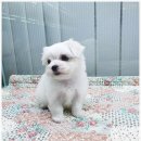 센텀애견샵 이미지