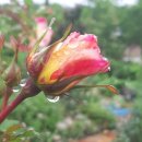 부건농장 이미지