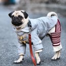 트윙클 펫샵 이미지