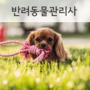 반려동물관리사 이미지