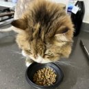 츄르한입 이미지