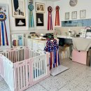 크리스타일 | 🐶 댕댕이의 ‘변신은 무죄’ ✂️ 광주 애견 미용 크리스타일 강아지 미용 후기 💛