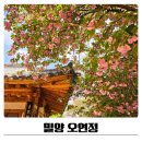 밀양 | 밀양 오연정 겹벚꽃 명소 다녀온 후기
