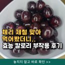 체리약국 | 체리 제철 맞아 먹어봤더니..효능 칼로리 부작용 후기