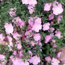 산들꽃펜션 이미지