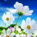 금곡리 삼효각 이미지