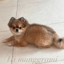 하이멍그라미 이미지