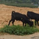 썬비치민박 이미지