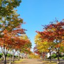 마로니에길 이미지