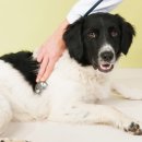 시니어 동물병원 이미지