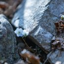 안양수리산 변산바람꽃,노루귀 이미지
