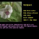 머쉬말로우 이미지