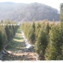 에메랄드그린 이미지