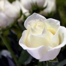 대전용산초교 이미지