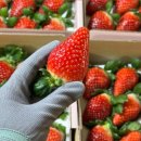 하나로농장-3 이미지