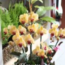 골든뷰티 이미지