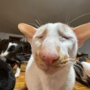 고은스테이 | 💍. 아이폰스냅 [베이르 Veile] 계약 후기-더베일리하우스삼성