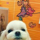 우리들펫샵