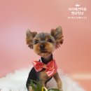 땡큐멍냥 이미지